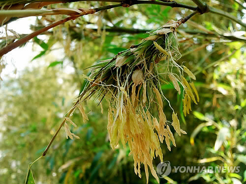 대나무꽃(사진출처-연합뉴스)