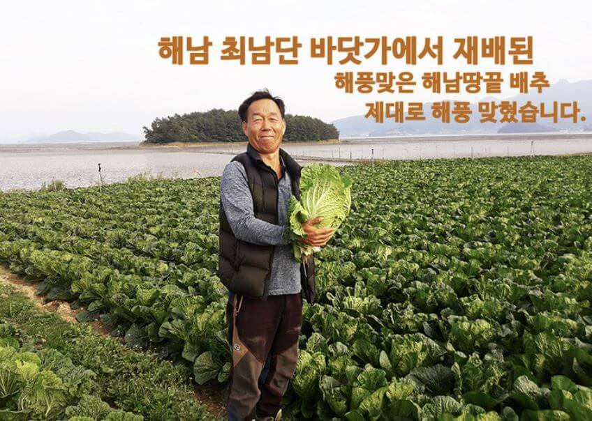 절임배추 10kg 몇포기