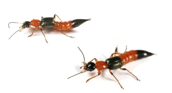 지난 2019년 진주에서 발견된 &#39;화상벌레(청딱지 개미 반날개)&#39;