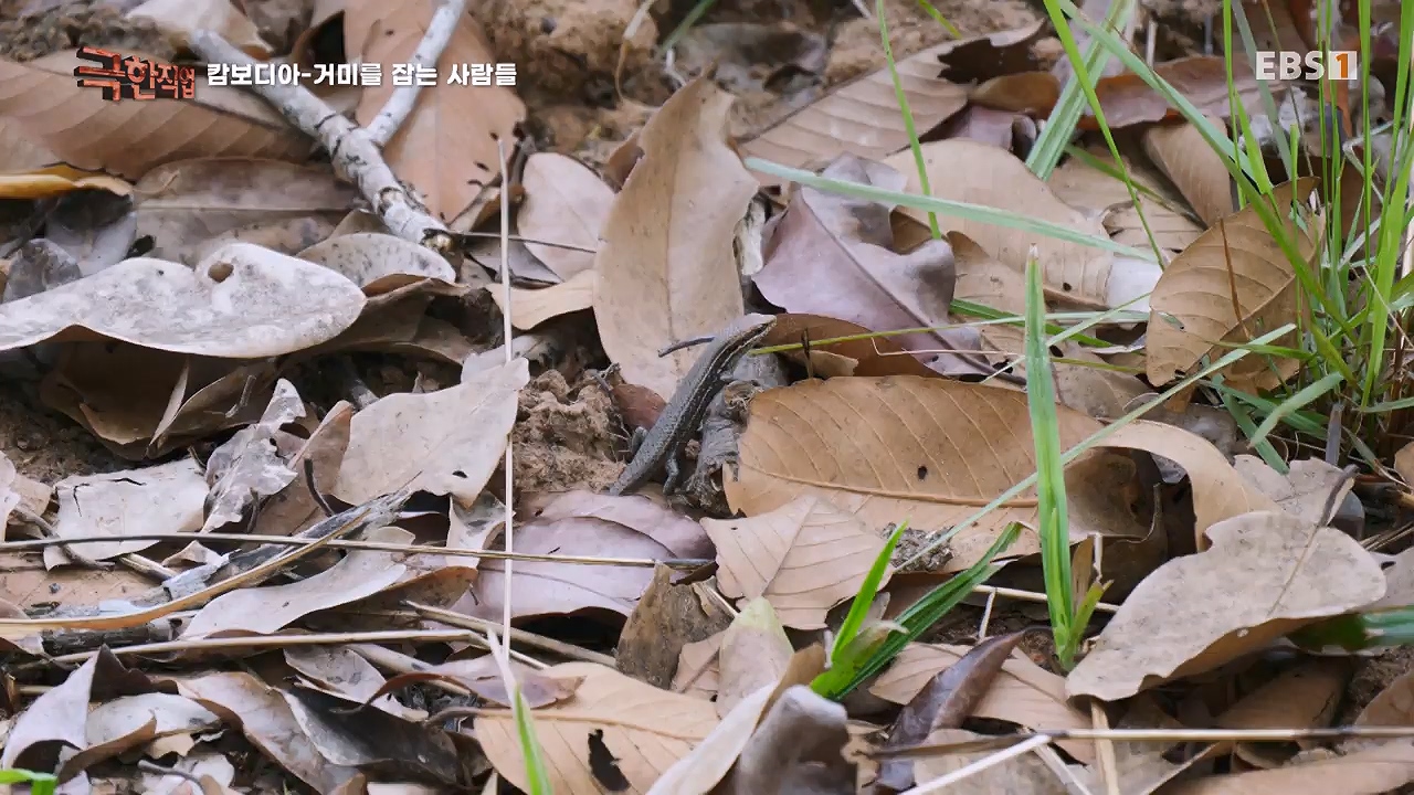 TV - 전 국민의 평생학교 EBS캄보디아 - 독충을 잡는 사람들.mp4_20230501_173358.101.jpg