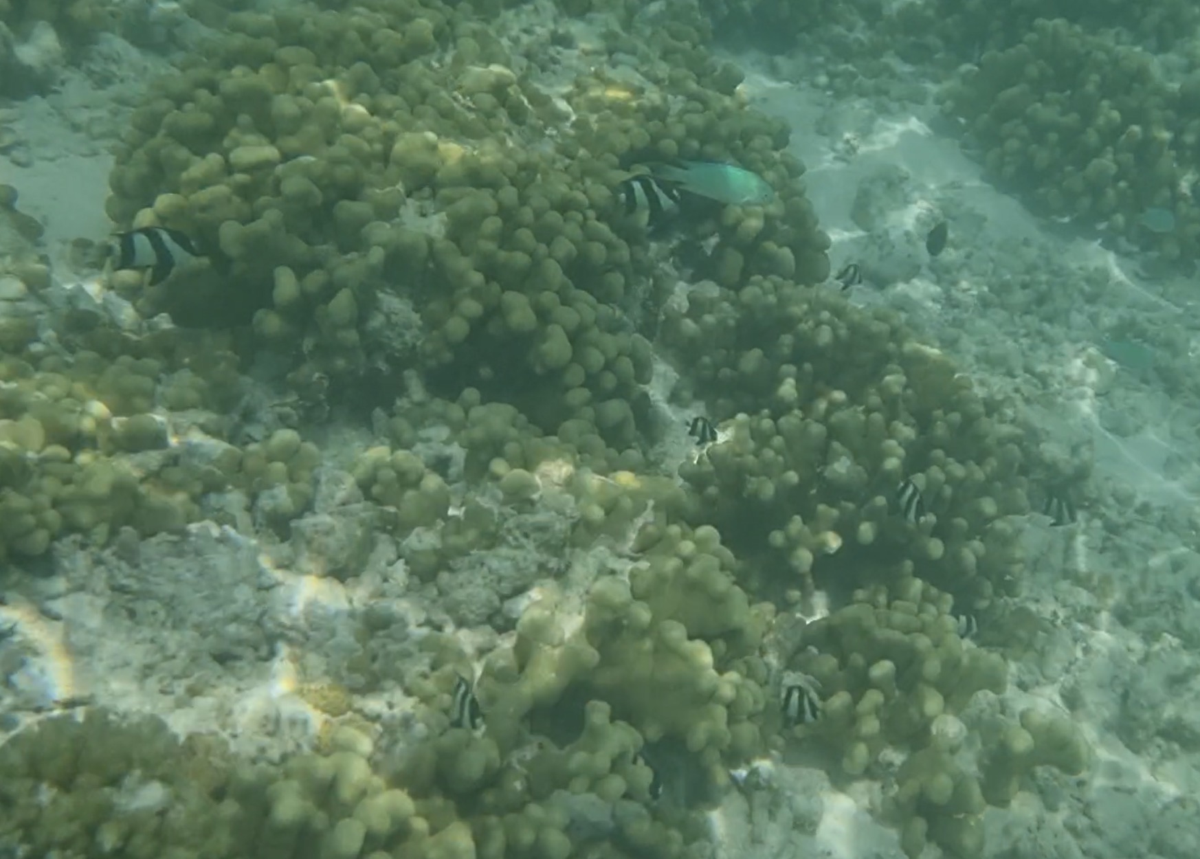 몰디브 산호와 물고기