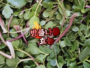 방풀나물-효능