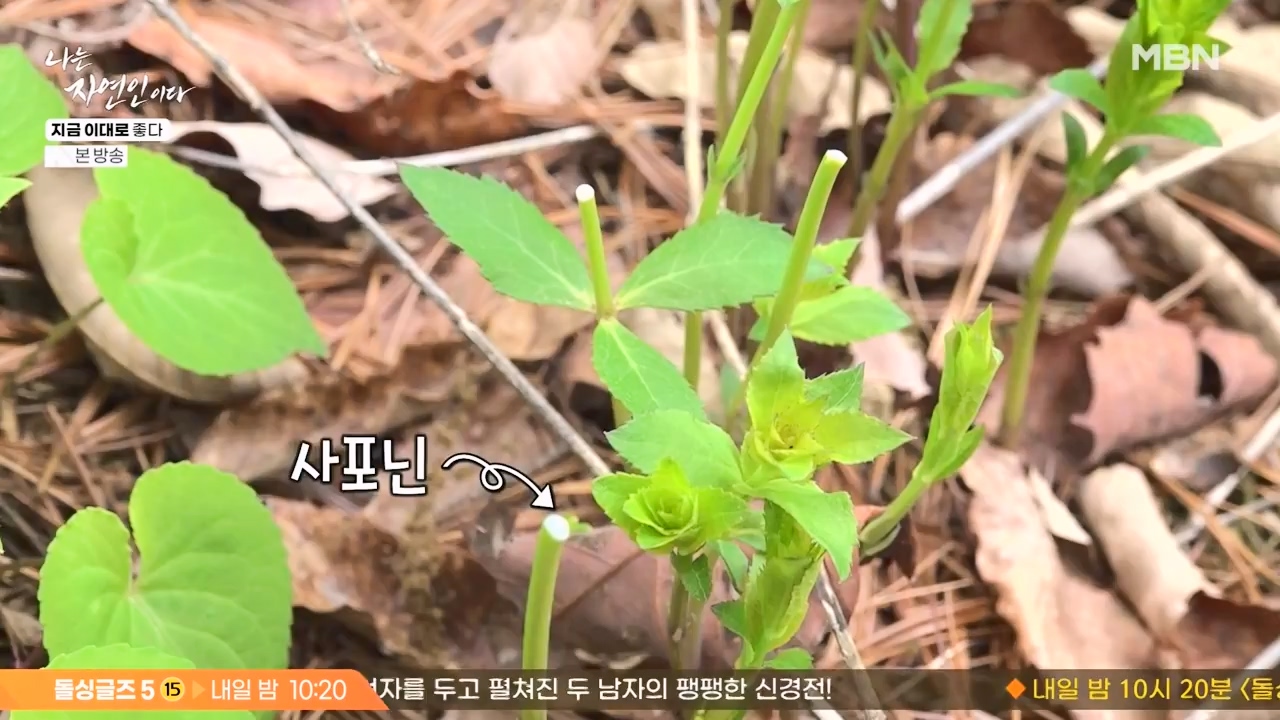 나는 자연인이다.E605.240516p-NEXT.mp4_20240516_194925.278.jpg