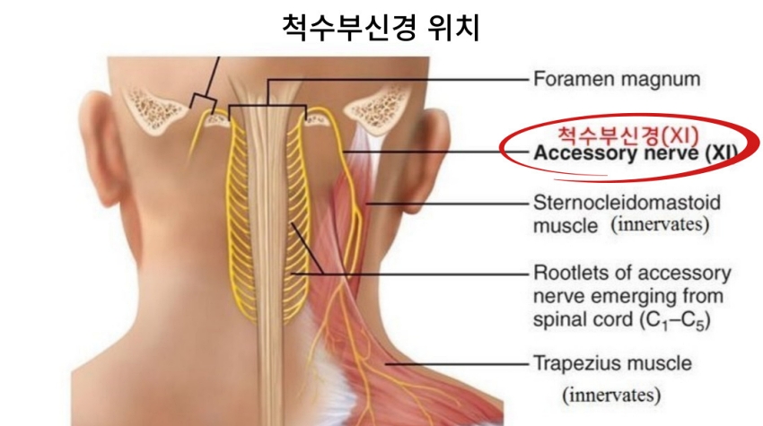 척수부신경 위치