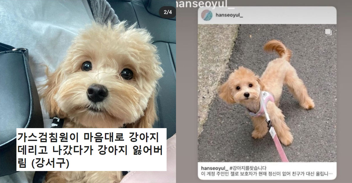  가스검침원이 마음대로 강아지 데리고 나가서 잃어버렸어요
