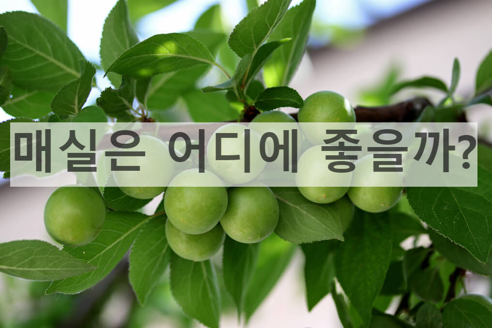  매실 수확 시기 - 매실 효능, 매실이 유명한 광양매실