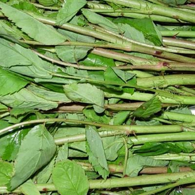 인삼-효능-먹는방법-부작용