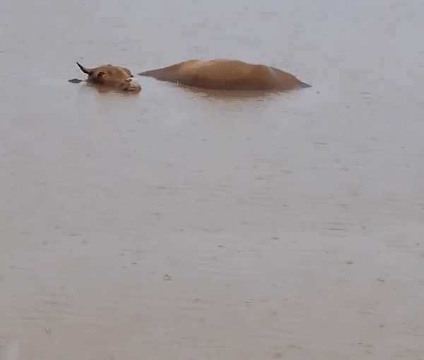  제주도 물에 빠진 소.gif