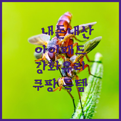 💥내돈내산💥 신지모루 아이패드 강화유