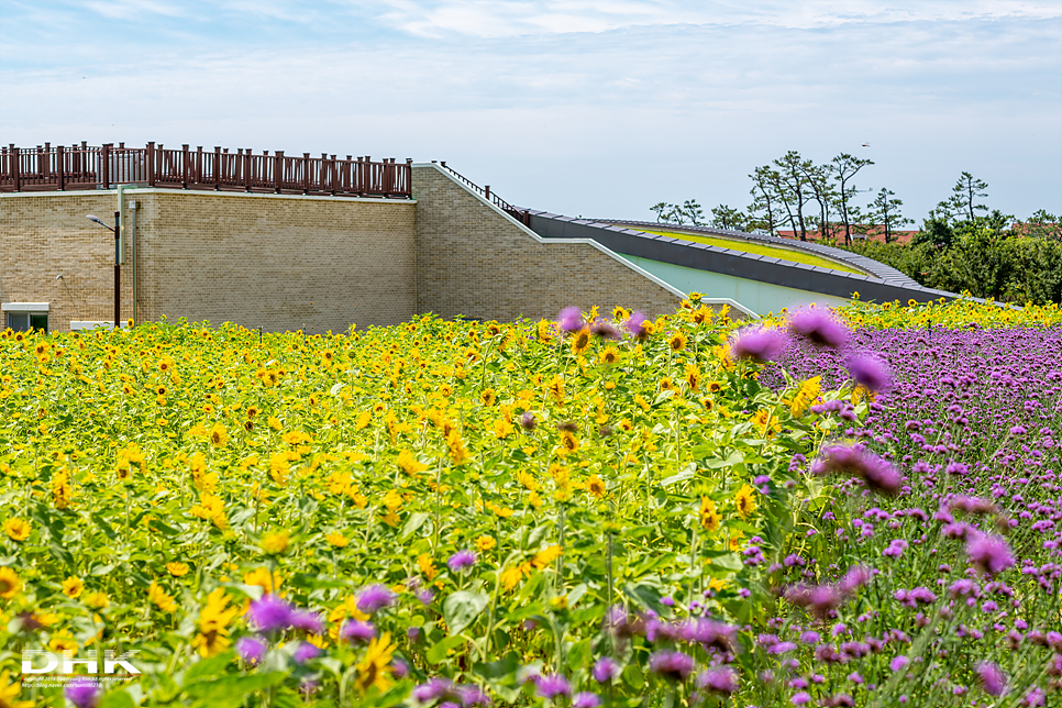 국내 1박2일 여름 여행 추천1박2일 서해 섬여행 신안 가볼만한곳 자은도 1004뮤지엄파크 세계조개박물관, 해바라기 12