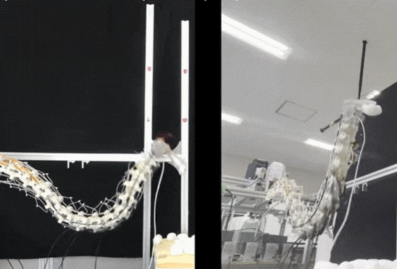 손이 닿기 어려운 곳을 스트레칭해주는 로봇 롭 오스트리쉬 VIDEO: Robotic Manipulator based on the Anatomy and Behavior of an Ostrich Neck