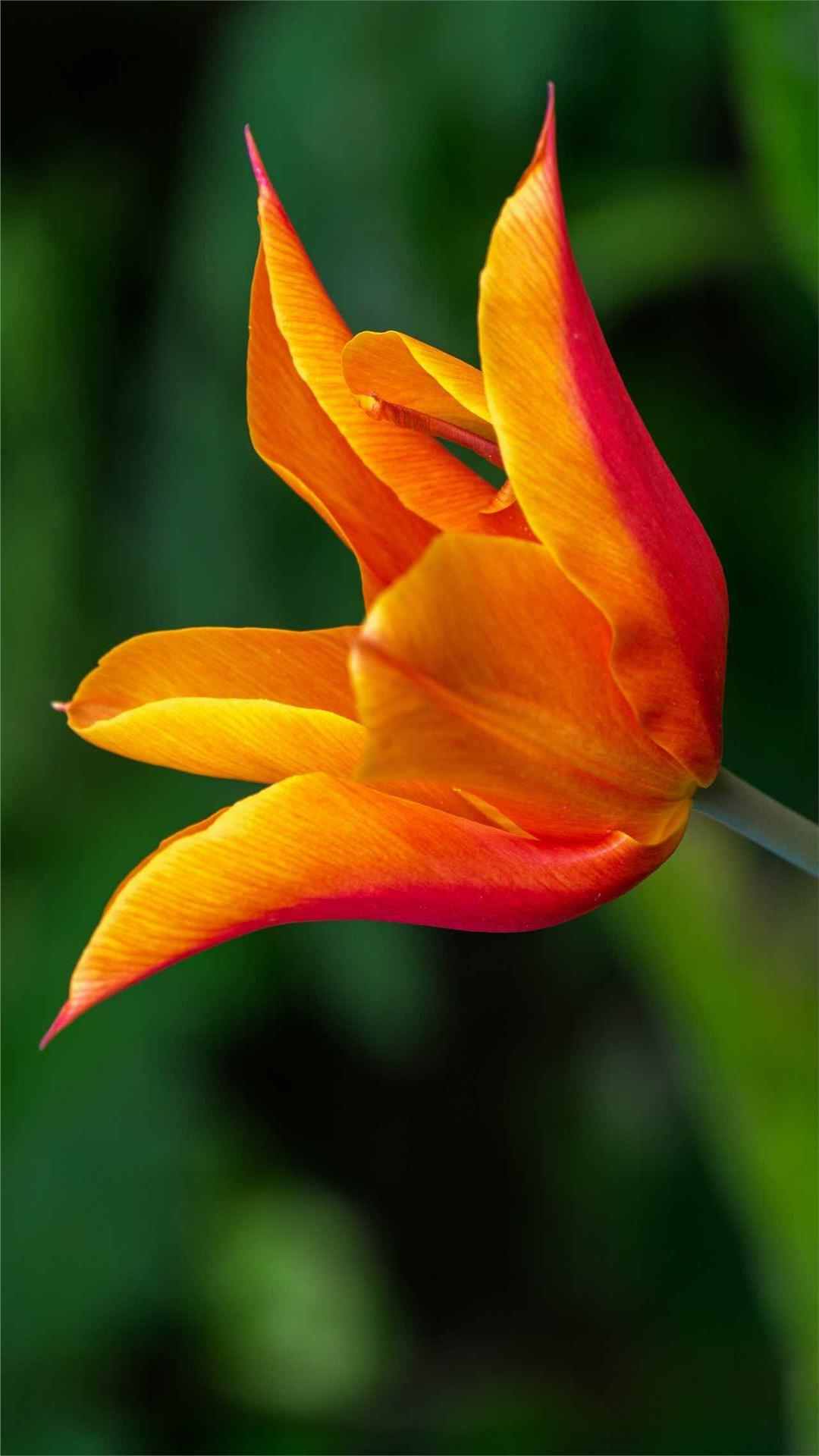 Tulip Flower iPhone Wallpaper