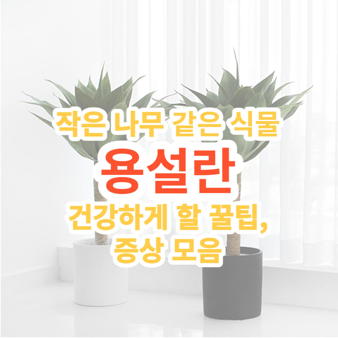 작은 나무를 닮은 용설란을 웅장하게 키우는 꿀팁&#44; 증상모음