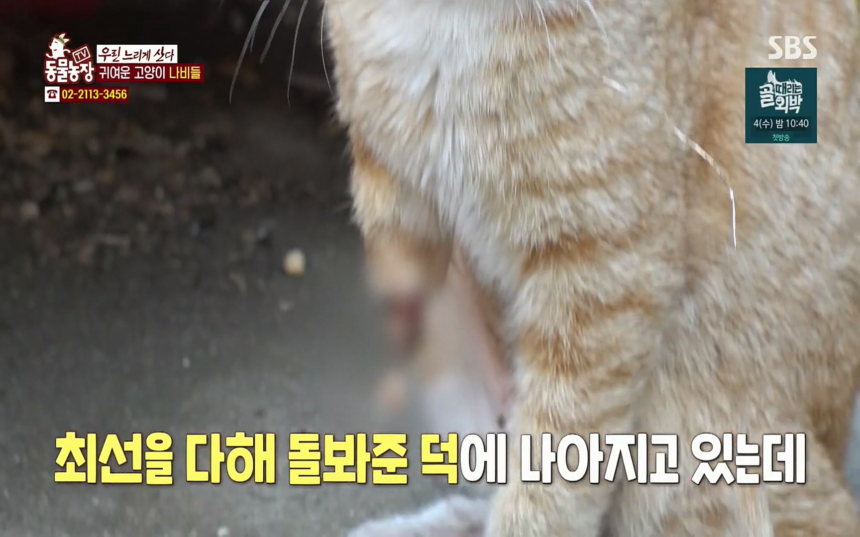 TV 동물농장.E1067.220501p.H264-F1RST.mp4_20220501_183748.636.jpg