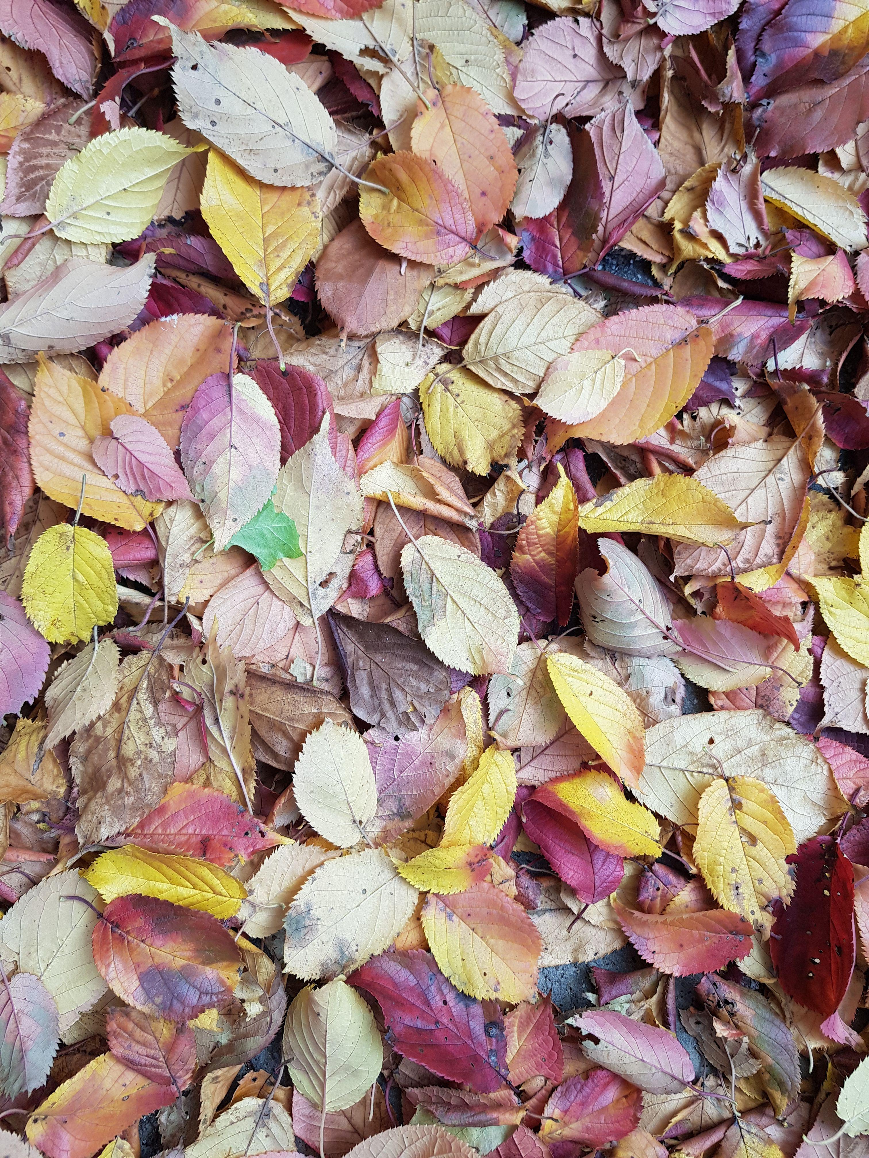 여러가지 모습으로 물든 나뭇잎들이 떨어져 한 곳에 모여있는 모습