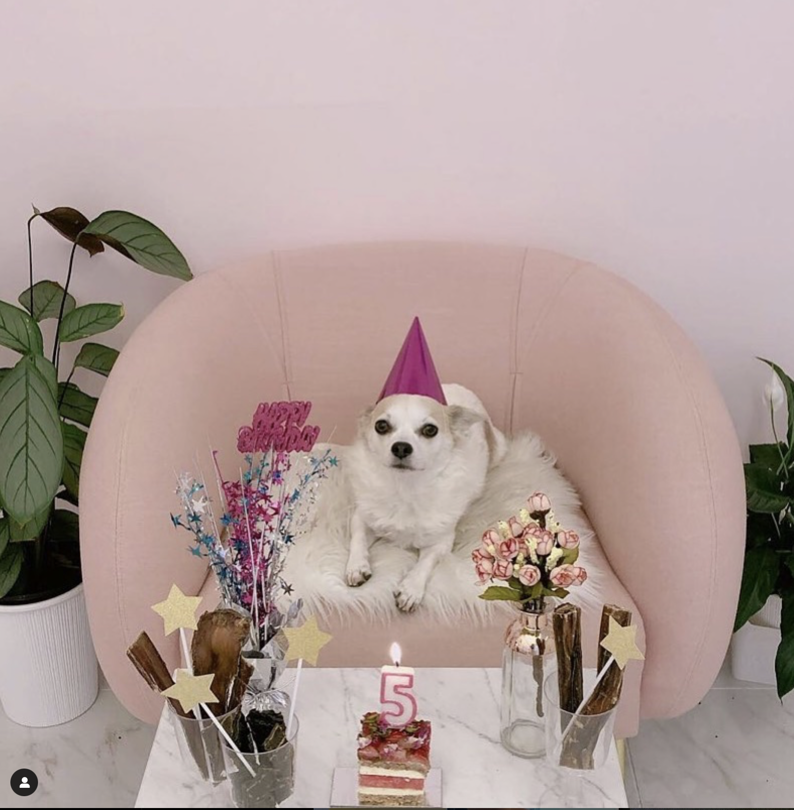 릴리 생일