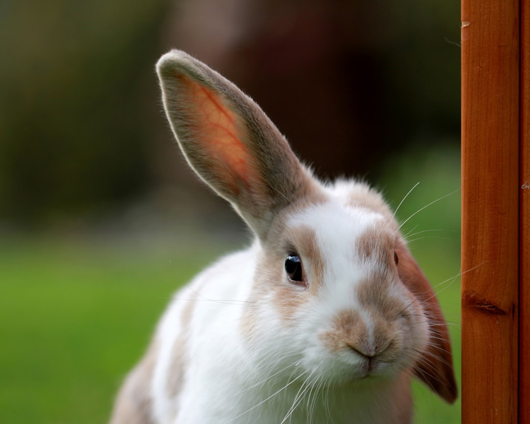 Rabbit
