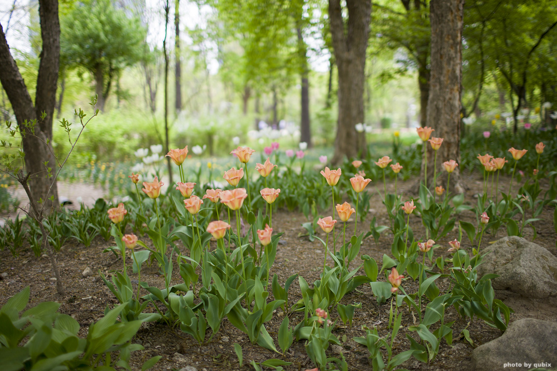 벚꽃 뒤의 튤립, 서울 성수동 튤립명소 '서울숲' 22