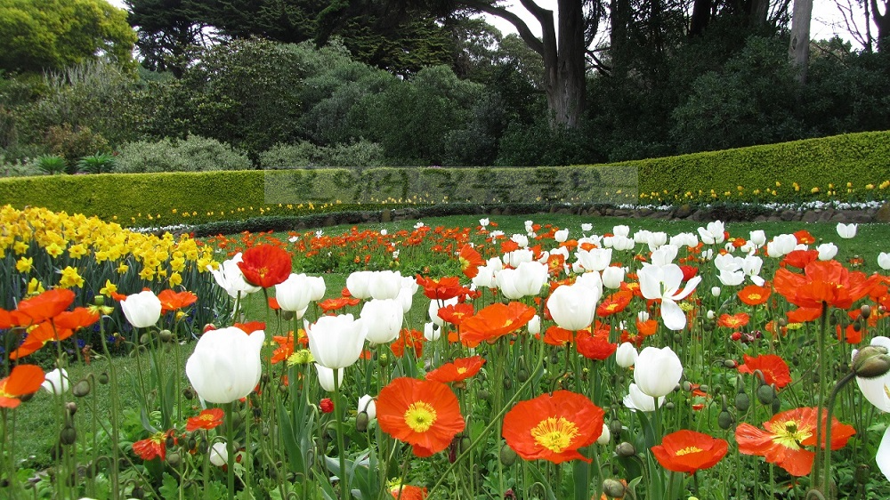 금문공원(Golden Gate Park)