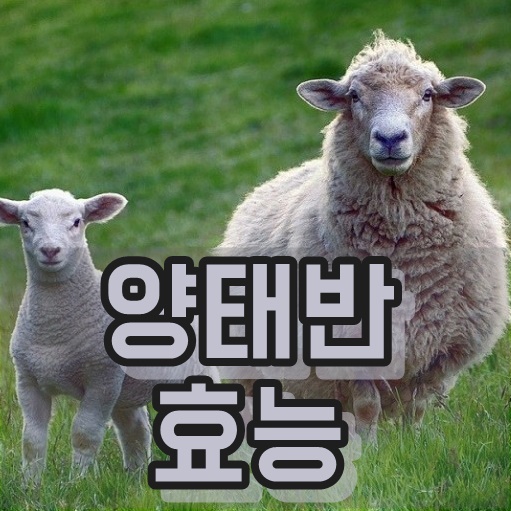  양태반 효능