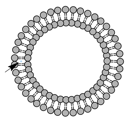 타원형 membrane