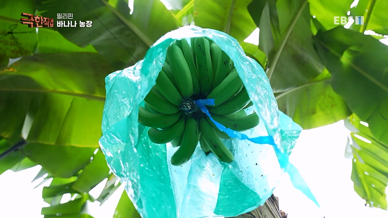 TV - 교육의 중심 EBS필리핀 바나나, 파인애플 농장.mp4_20230302_202902.788.jpg