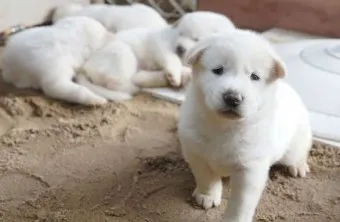 풍산개 분양 가격 수명 성격 장점 단점_8