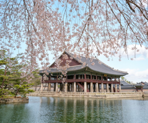서울-벚꽃-명소-경복궁