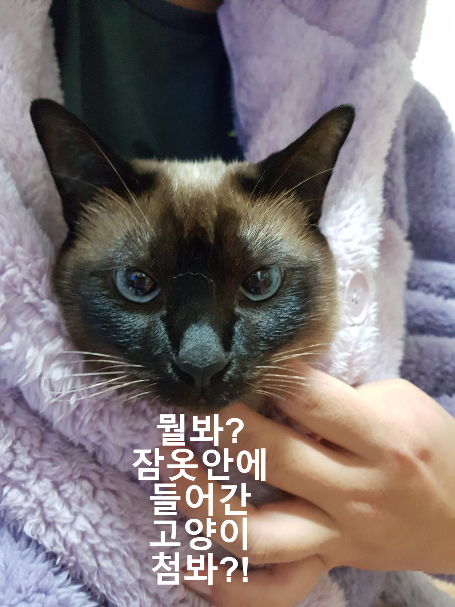  고양이 궁금증 TOP5