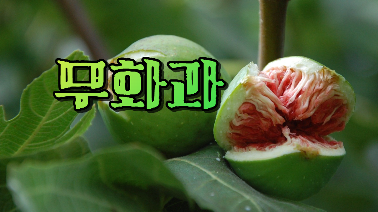  무화과
