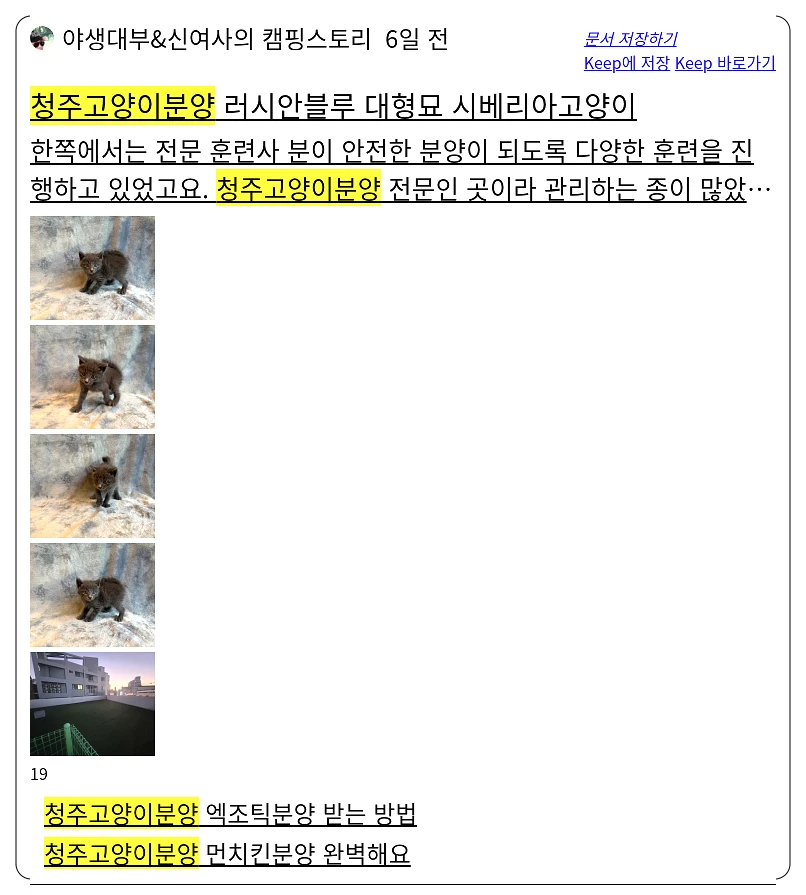 청주 고양이 분양_1_subsection