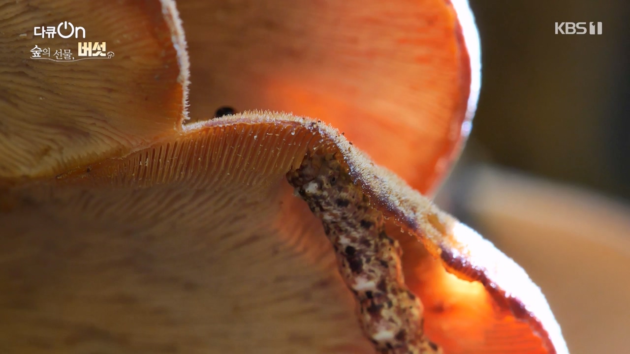 다큐 온.E227.231120p-NEXT.mp4_20231121_203656.425.jpg