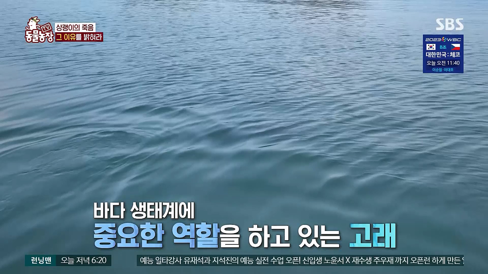 TV 동물농장.E1111.230312p.H264-F1RST.mp4_20230312_180008.008.jpg