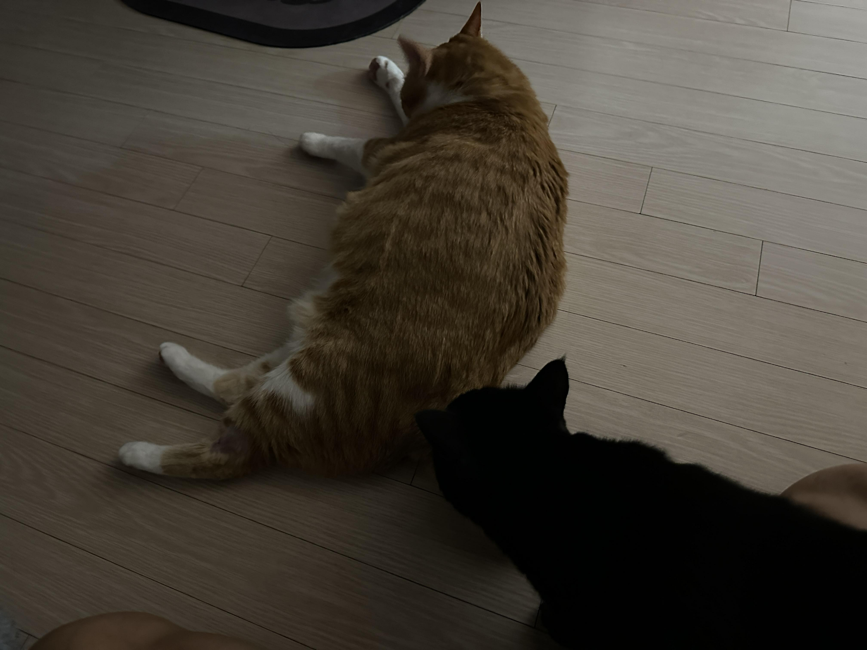 호야_똥꼬_냄새_맡아보는_건이