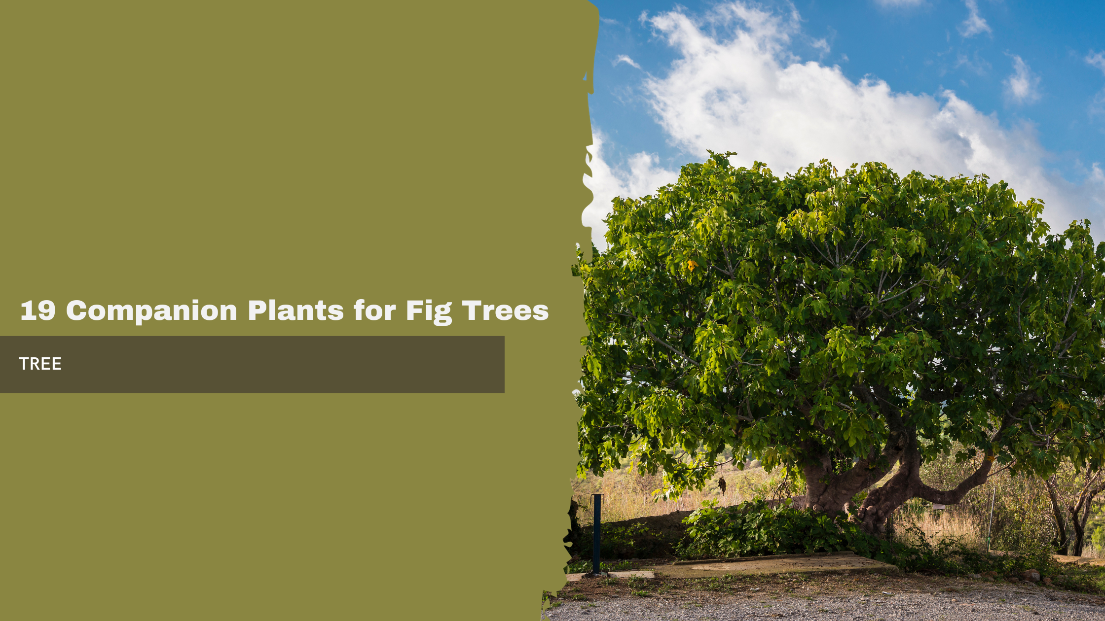 Companion Plants for Fig Trees