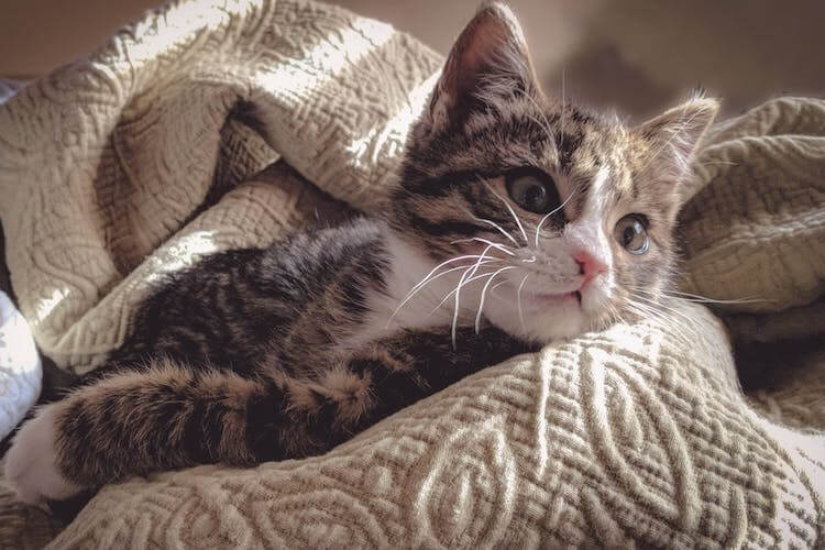검은고양이 이미지