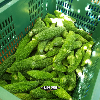 여주 영양성분
