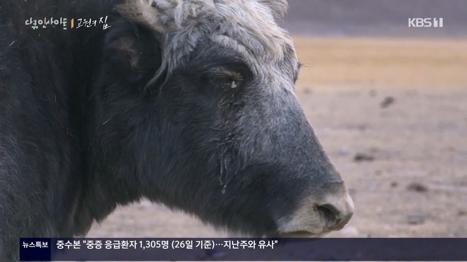 다큐 인사이트.E176.240328p.H264-F1RST.mp4_20240330_162624.819.jpg