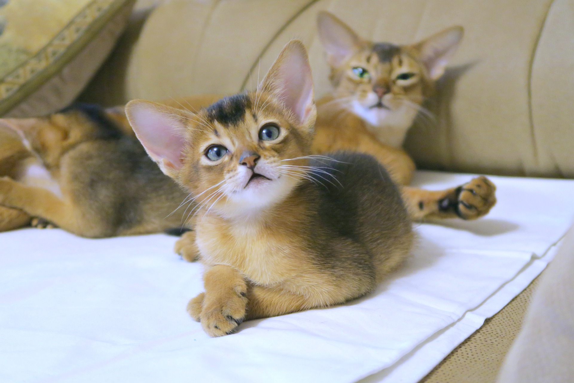  아비시니안 고양이 성격 및 특징 알아보기!