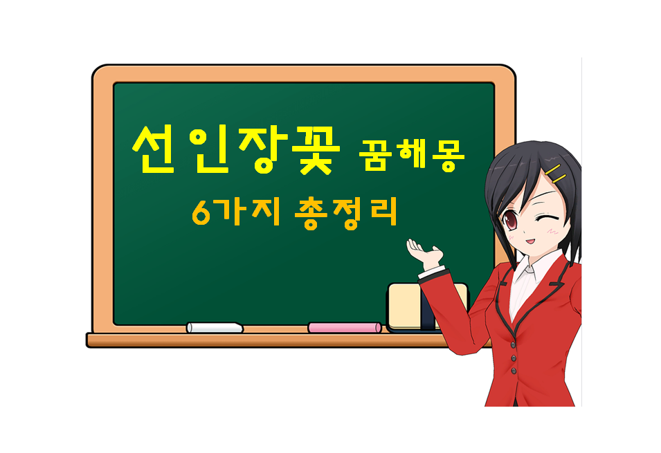  선인장꽃 해몽 6가지 총정리
