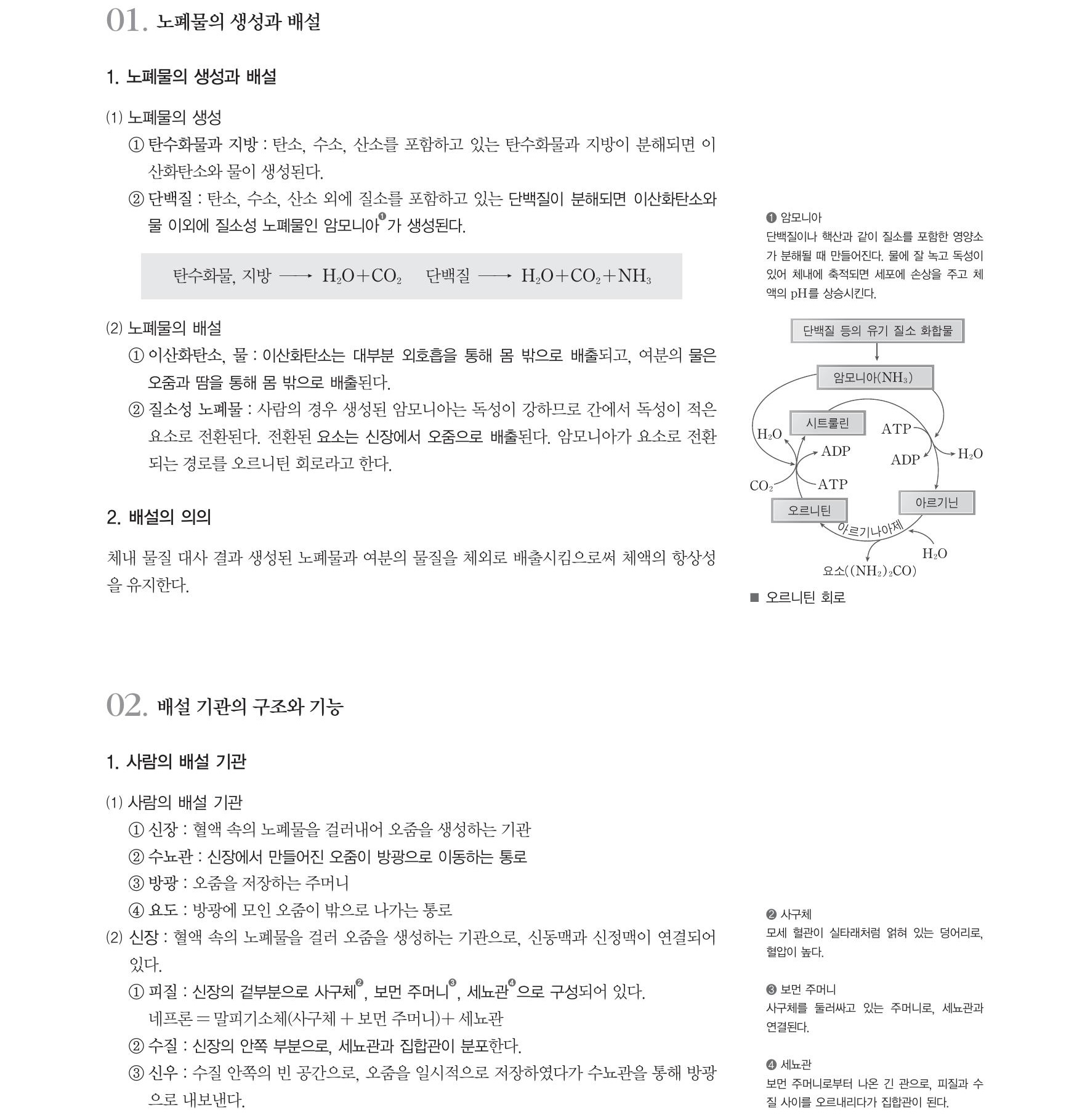  생명과학1 개념정리-노폐물의생성,배설기관(신장,수뇨관, 방광,요도),오줌의생성(여과,재흡수,분비),땀샘,신장병(신부전증,신장염)