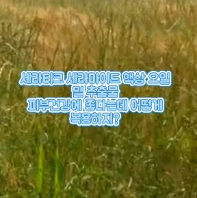 세라티크-세라마이드-액상-복용법