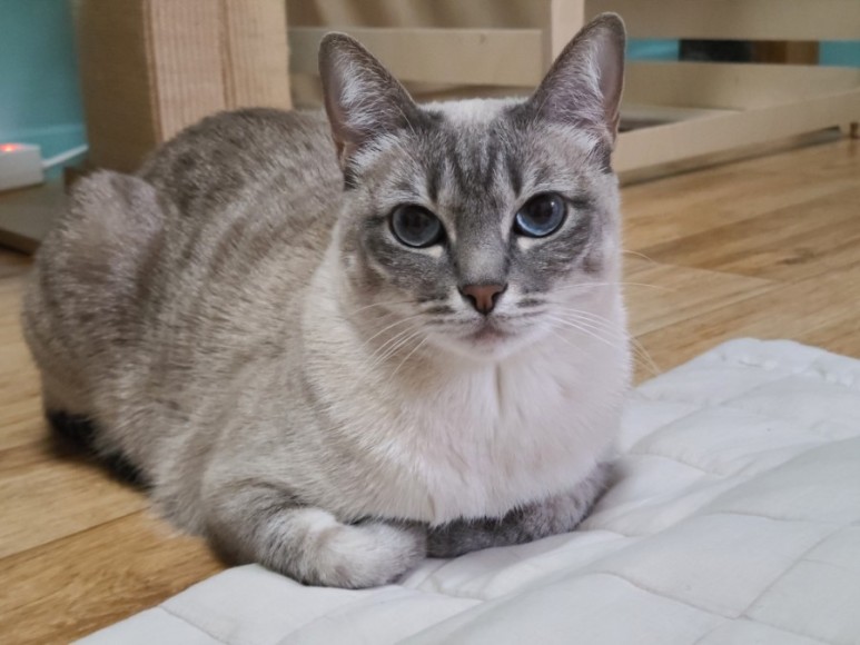 샴 고양이 털빠짐 샴고양이 종류와 8