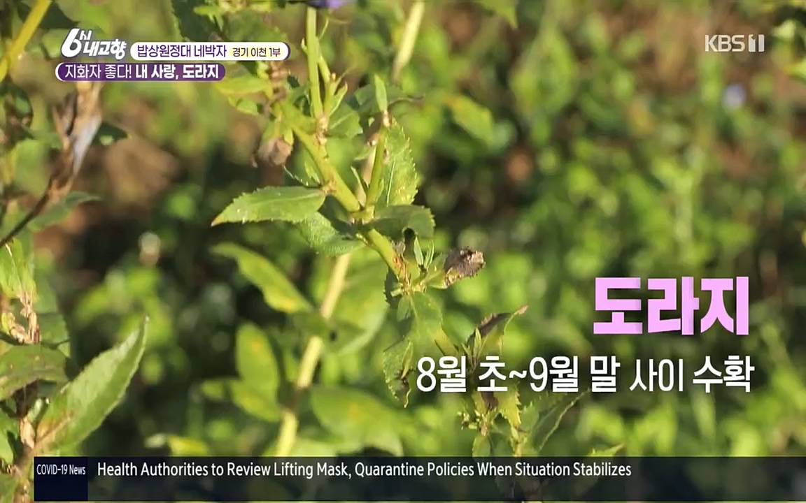 6시 내고향.E7617.220915p.H264-F1RST.mp4_20220916_213101.648.jpg