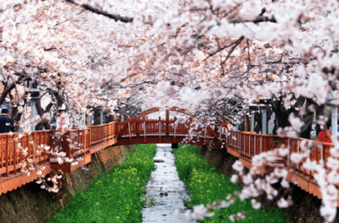 2023 진해 군항제 벚꽃축제