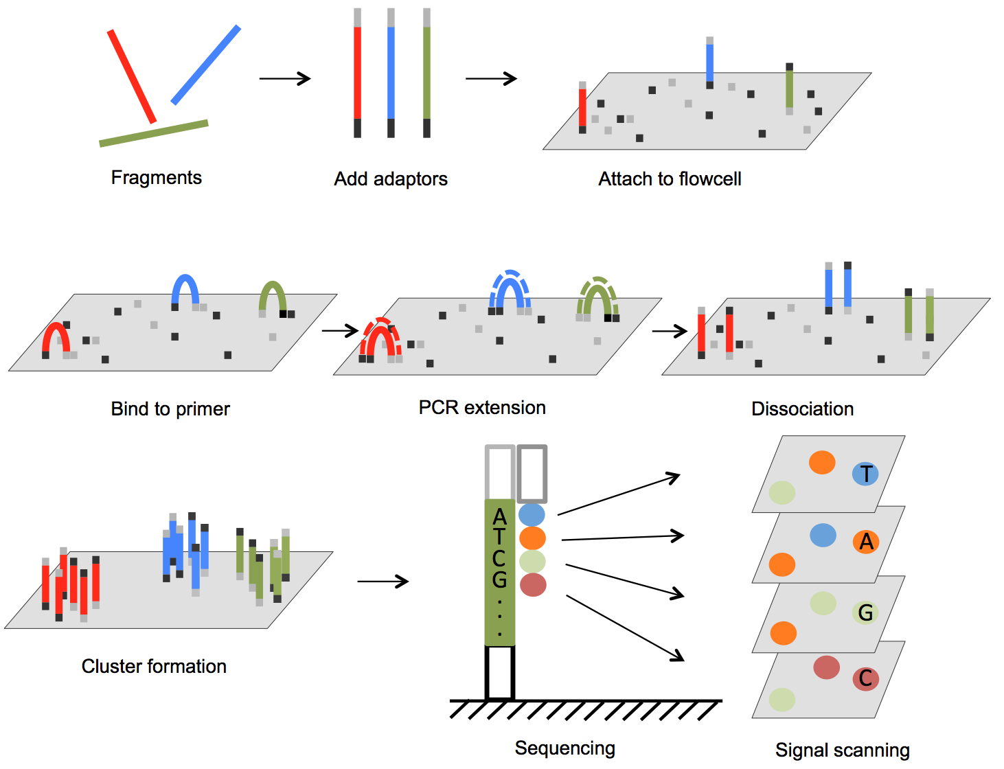 Illumina solid-phase amplication