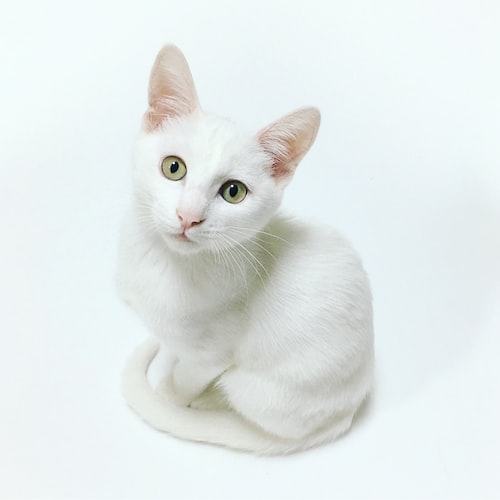 Tips for Choosing the Right Pet Equipment