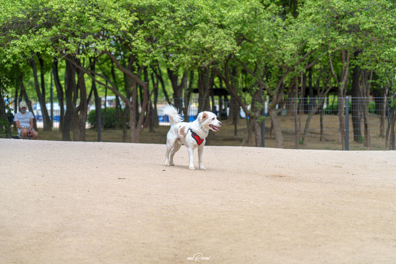 보라매공원