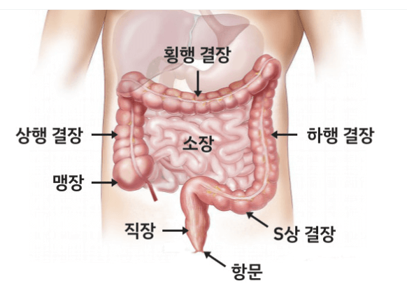 결장&#44;직장&#44;S상결장소장&#44;맹장