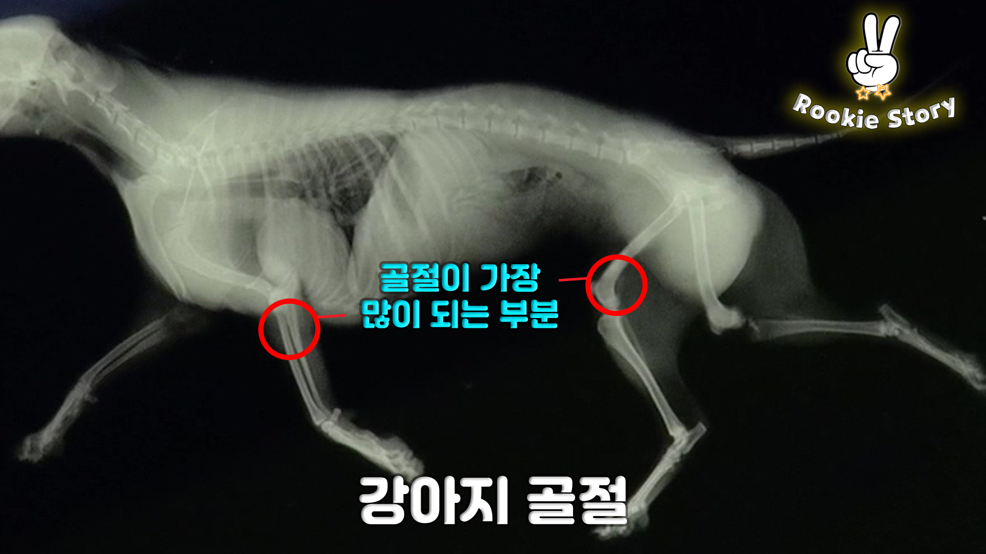  강아지 뼈 관절 골절, 고관절 이형성, 전십자인대 파열